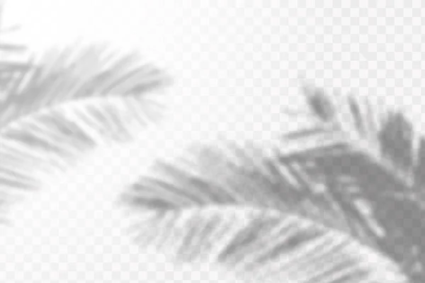 自然光のシーン ソフトシャドウフォームウィンドウと植物 光オーバーレイ効果 ソーシャルメディアの背景 製品プレゼンテーション 写真撮影のための効果テンプレート — ストックベクタ
