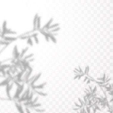 Gölgelerin örtülmesinin etkisi. Şeffaf kareli arka planda gerçekçi tropikal yapraklar ve dallar. Doğal ışık düzeni.