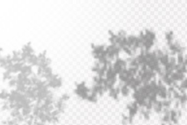 Gölgelerin örtülmesinin etkisi. Şeffaf kareli arka planda gerçekçi tropikal yapraklar ve dallar. Doğal ışık düzeni.