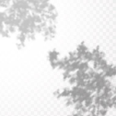 Gölgelerin örtülmesinin etkisi. Şeffaf kareli arka planda gerçekçi tropikal yapraklar ve dallar. Doğal ışık düzeni.