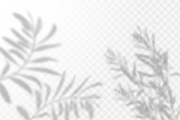 Вплив Накладання Тіней Реалістичне Тіньове Тропічне Листя Гілки Прозорий Картатий — стоковий вектор