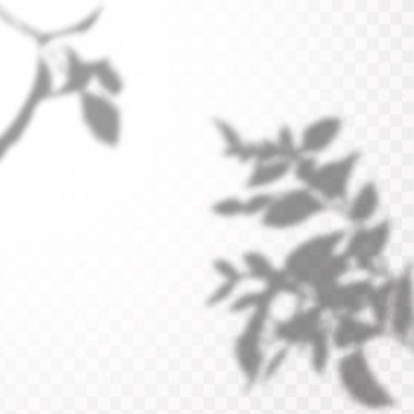 Gölgelerin etkisi. Doğal ışık düzeni. Şeffaf kareli arka planda tropikal yaprakların gerçekçi gölgesi veya dalları.