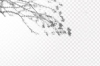 Gölgelerin etkisi. Doğal ışık düzeni. Şeffaf kareli arka planda tropikal yaprakların gerçekçi gölgesi veya dalları.