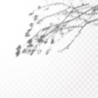 Gölgelerin etkisi. Doğal ışık düzeni. Şeffaf kareli arka planda tropikal yaprakların gerçekçi gölgesi veya dalları.