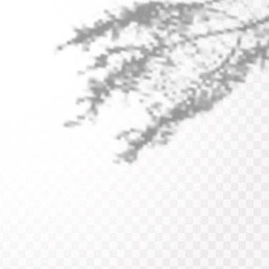 Gölgelerin etkisi. Doğal ışık düzeni. Şeffaf kareli arka planda tropikal yaprakların gerçekçi gölgesi veya dalları.