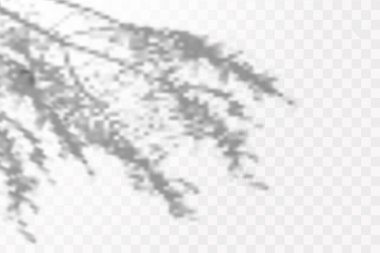 Gölgelerin etkisi. Doğal ışık düzeni. Şeffaf kareli arka planda tropikal yaprakların gerçekçi gölgesi veya dalları.