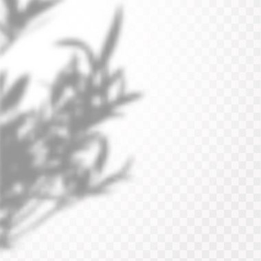 Gölgelerin etkisi. Doğal ışık düzeni. Şeffaf kareli arka planda tropikal yaprakların gerçekçi gölgesi veya dalları.