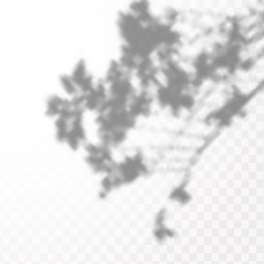 Gölgelerin etkisi. Doğal ışık düzeni. Şeffaf kareli arka planda tropikal yaprakların gerçekçi gölgesi veya dalları.