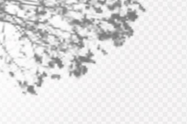 Gölgelerin etkisi. Doğal ışık düzeni. Şeffaf kareli arka planda tropikal yaprakların gerçekçi gölgesi veya dalları.