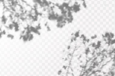 Gölgelerin etkisi. Doğal ışık düzeni. Şeffaf kareli arka planda tropikal yaprakların gerçekçi gölgesi veya dalları.