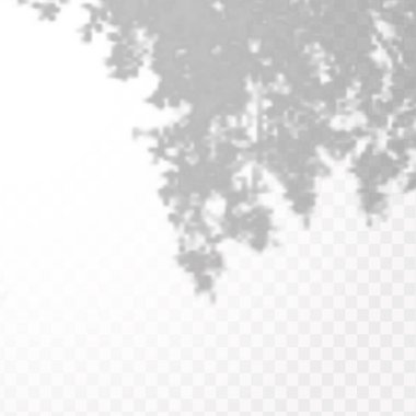 Gölgelerin etkisi. Doğal ışık düzeni. Şeffaf kareli arka planda tropikal yaprakların gerçekçi gölgesi veya dalları.