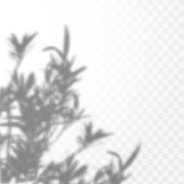 Gölgelerin etkisi. Doğal ışık düzeni. Şeffaf kareli arka planda tropikal yaprakların gerçekçi gölgesi veya dalları.