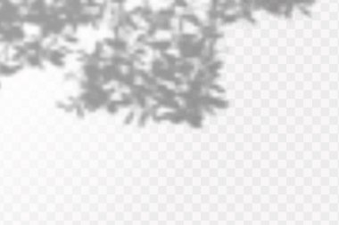 Gölgelerin etkisi. Doğal ışık düzeni. Şeffaf kareli arka planda gerçekçi tropik yapraklar ve dallar..