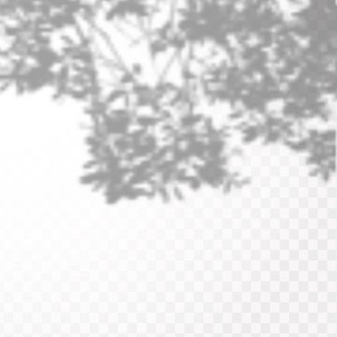 Gölgelerin etkisi. Doğal ışık düzeni. Şeffaf kareli arka planda gerçekçi tropik yapraklar ve dallar..