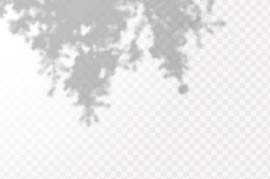 Gölgelerin etkisi. Doğal ışık düzeni. Şeffaf kareli arka planda gerçekçi tropik yapraklar ve dallar..