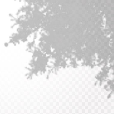 Gölgelerin etkisi. Doğal ışık düzeni. Şeffaf kareli arka planda gerçekçi tropik yapraklar ve dallar..