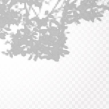 Gölgelerin etkisi. Doğal ışık düzeni. Şeffaf kareli arka planda gerçekçi tropik yapraklar ve dallar..