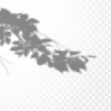 Gölgelerin etkisi. Doğal ışık düzeni. Şeffaf kareli arka planda gerçekçi tropik yapraklar ve dallar..