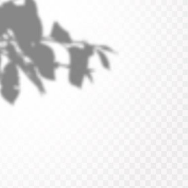 Gölgelerin etkisi. Doğal ışık düzeni. Şeffaf kareli arka planda gerçekçi tropik yapraklar ve dallar..