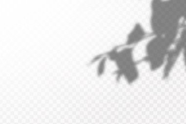 Gölgelerin etkisi. Doğal ışık düzeni. Şeffaf kareli arka planda gerçekçi tropik yapraklar ve dallar..