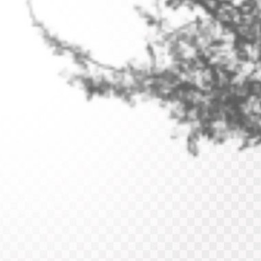 Gölgelerin etkisi. Doğal ışık düzeni. Şeffaf kareli arka planda gerçekçi tropik yapraklar ve dallar..