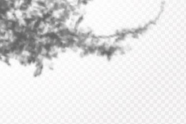 Gölgelerin etkisi. Doğal ışık düzeni. Şeffaf kareli arka planda gerçekçi tropik yapraklar ve dallar..