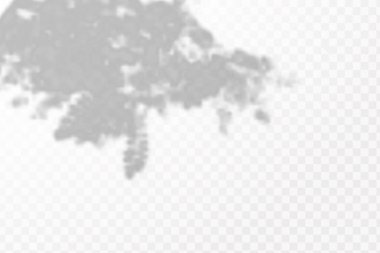 Gölgelerin etkisi. Doğal ışık düzeni. Şeffaf kareli arka planda gerçekçi tropik yapraklar ve dallar..