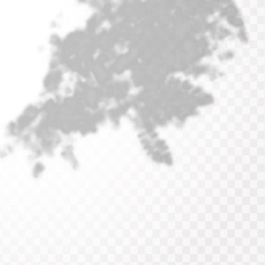 Gölgelerin etkisi. Doğal ışık düzeni. Şeffaf kareli arka planda gerçekçi tropik yapraklar ve dallar..