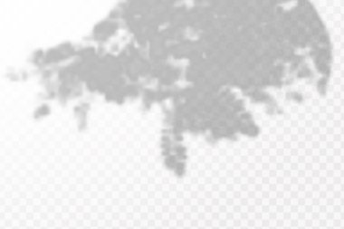 Gölgelerin etkisi. Doğal ışık düzeni. Şeffaf kareli arka planda gerçekçi tropik yapraklar ve dallar..