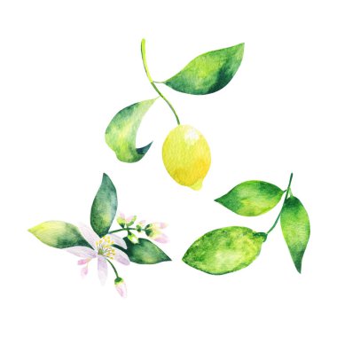 Bir buçuk limon ve iki yaprağın gerçekçi çizimi