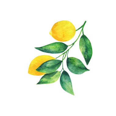 Bir buçuk limon ve iki yaprağın gerçekçi çizimi