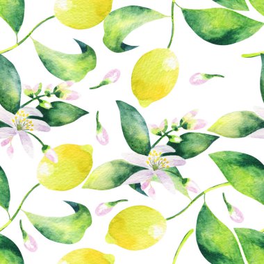 Beyaz arka planda elle çizilmiş suluboya resim. Yapraklı ve narenciyeli limon dalının dikişsiz deseni..