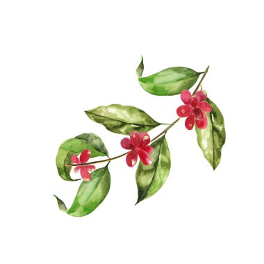 Beyaz arka planda elle çizilmiş suluboya resim. Yapraklı ve fasulyeli bir kahve dalının suluboya çizimi..