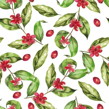 Beyaz arka planda elle çizilmiş suluboya resim. Yapraklı ve fasulyeli bir kahve dalının suluboya çizimi..