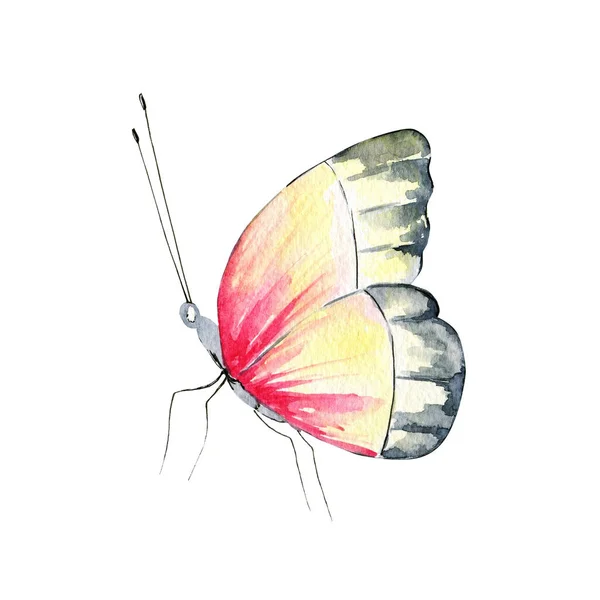 Ilustração Pintada Mão Watercolor Borboleta Tropical Inseto Isolado Fundo Branco — Fotografia de Stock