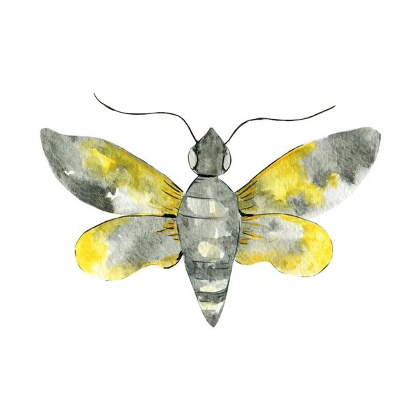 Ilustração Pintada Mão Watercolor Borboleta Tropical Inseto Isolado Fundo Branco — Fotografia de Stock