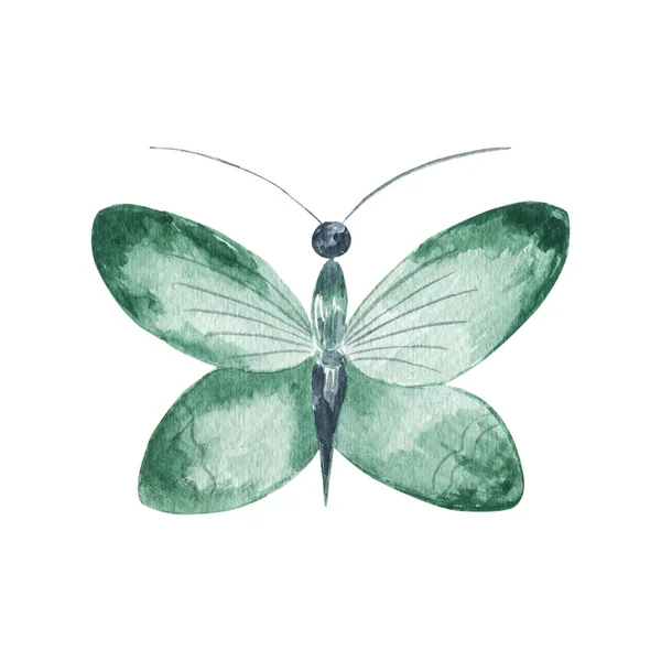 手描きイラスト 水彩熱帯蝶 白の背景に隔離された昆虫 — ストック写真