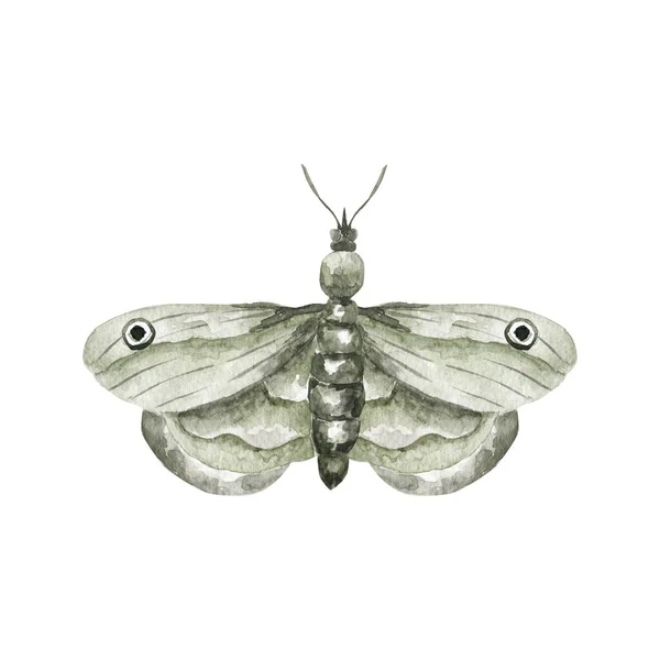 Smíšené Média Umění Ručně Kreslené Akvarel Světlé Barevné Realistické Motýly — Stock fotografie