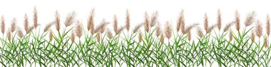 Vector illustration.Black silhouette of reeds, sedge, cane, bulrush, or grass on a white background. clipart