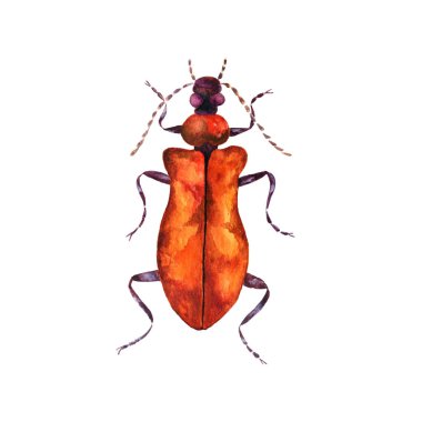 El çizimi gerçekçi arkaplan tasarımı. Beyaz arkaplanda renkli hatanın suluboya çizimi.