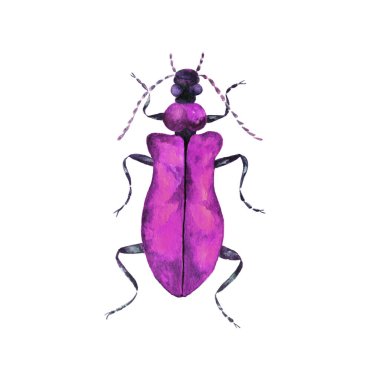 El çizimi gerçekçi arkaplan tasarımı. Beyaz arkaplanda renkli hatanın suluboya çizimi.