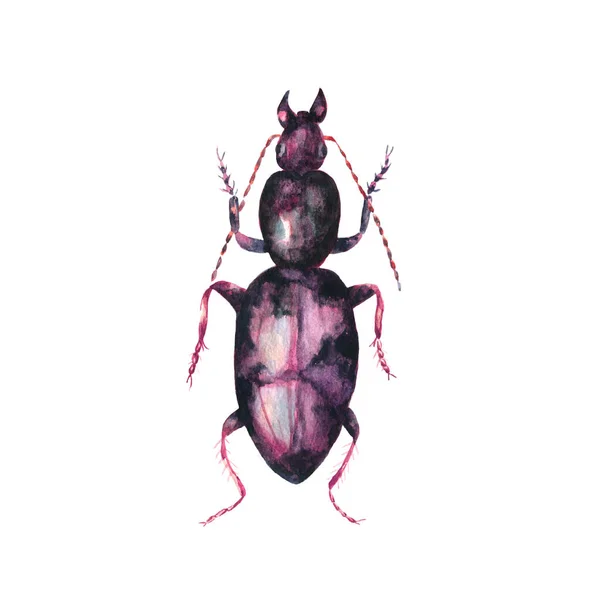 Disegno Realistico Disegnato Mano Sullo Sfondo Illustrazione Acquerello Bug Colorato — Foto Stock