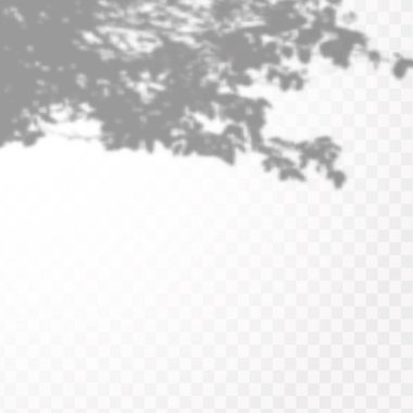 Gölgelerin etkisi. Doğal ışık düzeni. Şeffaf kareli arka planda tropikal yaprakların gerçekçi gölgesi veya dalları.