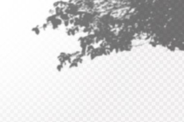 Gölgelerin etkisi. Doğal ışık düzeni. Şeffaf kareli arka planda tropikal yaprakların gerçekçi gölgesi veya dalları.