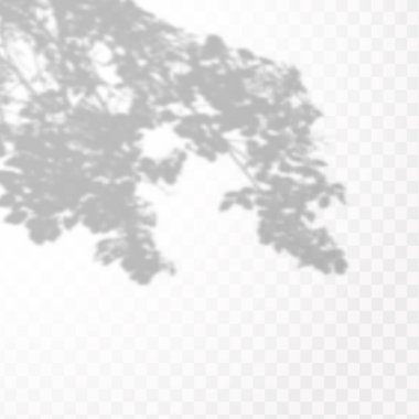 Gölgelerin etkisi. Doğal ışık düzeni. Şeffaf kareli arka planda tropikal yaprakların gerçekçi gölgesi veya dalları.