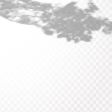 Gölgelerin etkisi. Doğal ışık düzeni. Şeffaf kareli arka planda tropikal yaprakların gerçekçi gölgesi veya dalları.