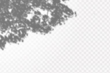 Gölgelerin etkisi. Doğal ışık düzeni. Şeffaf kareli arka planda tropikal yaprakların gerçekçi gölgesi veya dalları.