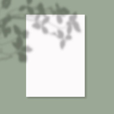 Modern minimalist doğal aydınlatma sahneleri. Sunum posteri, boş, el ilanı, davetiye, logo için kağıtların üzerine gölge efekti bırakın..