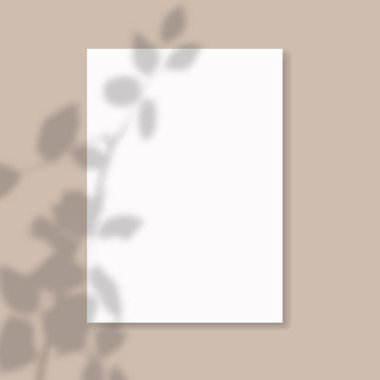 Modern minimalist doğal aydınlatma sahneleri. Sunum posteri, boş, el ilanı, davetiye, logo için kağıtların üzerine gölge efekti bırakın..