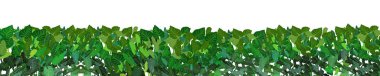 Realistic garden shrub, seasonal bush, boxwood, tree crown bush foliage.Ornamental green plant in the form of a hedge.For decorate of a park, a garden or a green fence.